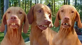 Смешные подписи к фотографиям №9..webp