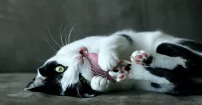 Что будет делать кошка, если облить собаку валерьянкой.webp