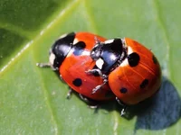 Как назвать самца божьей коровки.webp