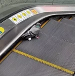 Голуби — птицы с самыми плохими навыками строительства гнёзд.webp